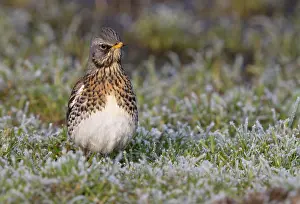 Fieldfare: Fieldfare