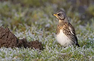 Fieldfare: Fieldfare