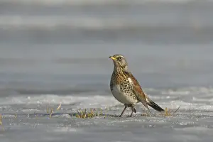 Fieldfare: Fieldfare