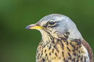 Fieldfare: Fieldfare