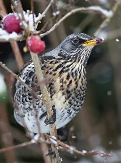 Fieldfare: Fieldfare