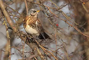 Fieldfare: Fieldfare