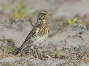 Oever: Fieldfare