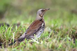 Fieldfare: Fieldfare