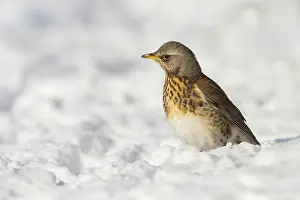 Fieldfare: Fieldfare