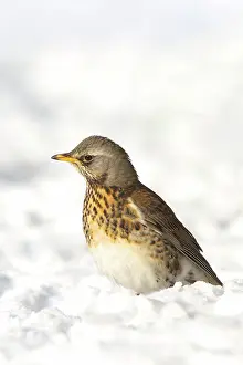 Fieldfare: Fieldfare