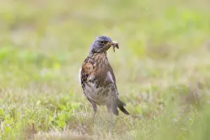 Worm: Fieldfare