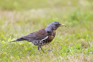 Worm: Fieldfare