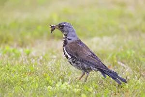 Worm: Fieldfare