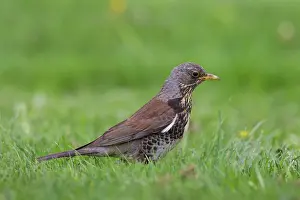Fieldfare: Fieldfare adult