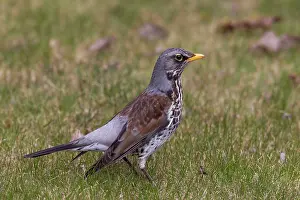 Fieldfare: Fieldfare adult