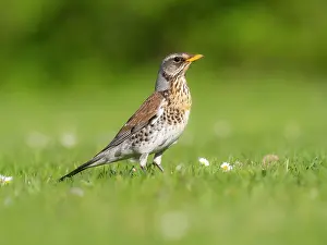 Duncan Usher: Fieldfare, adult bird on garden lawn