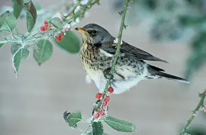 Fieldfares: Fieldfare - Adult feeding on the berries of the