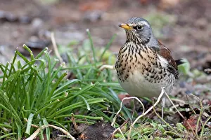 Fieldfare: Fieldfare - adult perching on ground