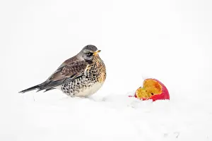Fieldfare: Fieldfare - With Apple In Snow - UK