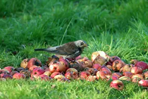 Fieldfares: Fieldfare - on apples in Winter