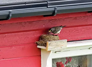 Fieldfare: Fieldfare - at artificial nest site above window frame