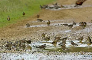 Fieldfares: Fieldfare - bathing in puddle on farm track