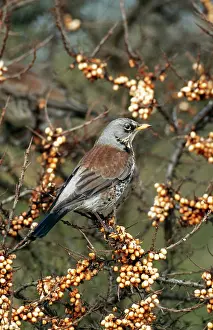 Fieldfares: FIELDFARE - ON BERRIES