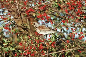 Fieldfare: FIELDFARE - berry in mouth