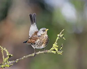 Turdus: Fieldfare - on branch