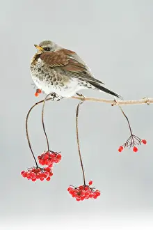 Fieldfares: Fieldfare - on branch of Guelder Rose bush, winter
