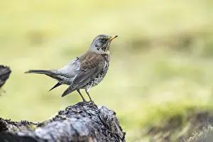 Fieldfare: Fieldfare - Cornwall - UK