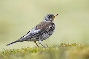 Fieldfare: Fieldfare - Cornwall - UK