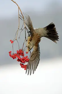 Fieldfares: Fieldfare - Eating berries in winter