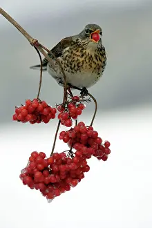 Fieldfares: Fieldfare - Eating frozen berries in winter