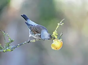 Apple: Fieldfare - feeding on apple