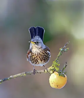 Apple: Fieldfare - feeding on apple