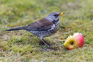 Fieldfare: Fieldfare - feeding on apple in garden in winter