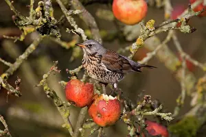 Fieldfares: Fieldfare - feeding on apples in garden