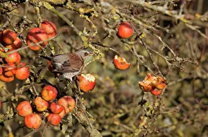 Fieldfare: Fieldfare - feeding on apples in garden