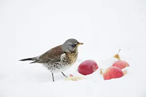 Fieldfares: Fieldfare - feeding on apples in snow