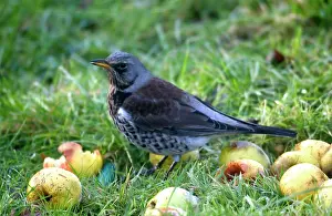 Fieldfares: Fieldfare - feeding on apples, Winter
