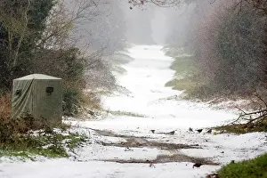 Photographers: Fieldfare - feeding on crab apples on a lane in