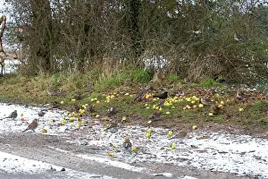 Fieldfare: Fieldfare - feeding on crab apples beside track in winter