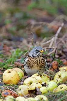 Fieldfare: Fieldfare - feeding on crab apples winter time