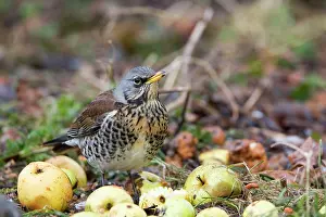 Fieldfare: Fieldfare - feeding on crab apples winter time