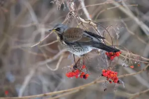 Fieldfares: Fieldfare - feeding on gelder rose