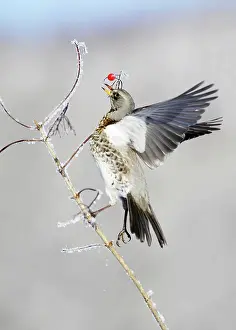 Fieldfares: Fieldfare - feeding on Guelder Rose berries, winter