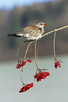 Fieldfare: Fieldfare - feeding on Guelder Rose berries in winter
