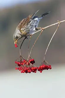 Fieldfare: Fieldfare - feeding on Guelder Rose berries in winter