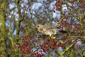 Fieldfare: Fieldfare - feeding on hawthorn berries