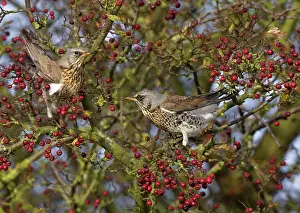 Fieldfares: Fieldfare - feeding on hawthorn berries in Autumn