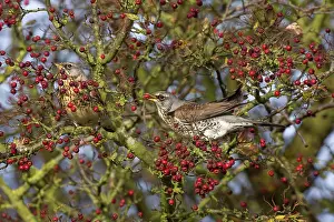 Fieldfares: Fieldfare - feeding on hawthorn berries in Autumn