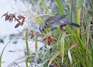 Turdus: Fieldfare - feeding on seed pod