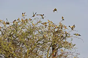 Fieldfare: Fieldfare - flock flying from Hawthorn bush later winter